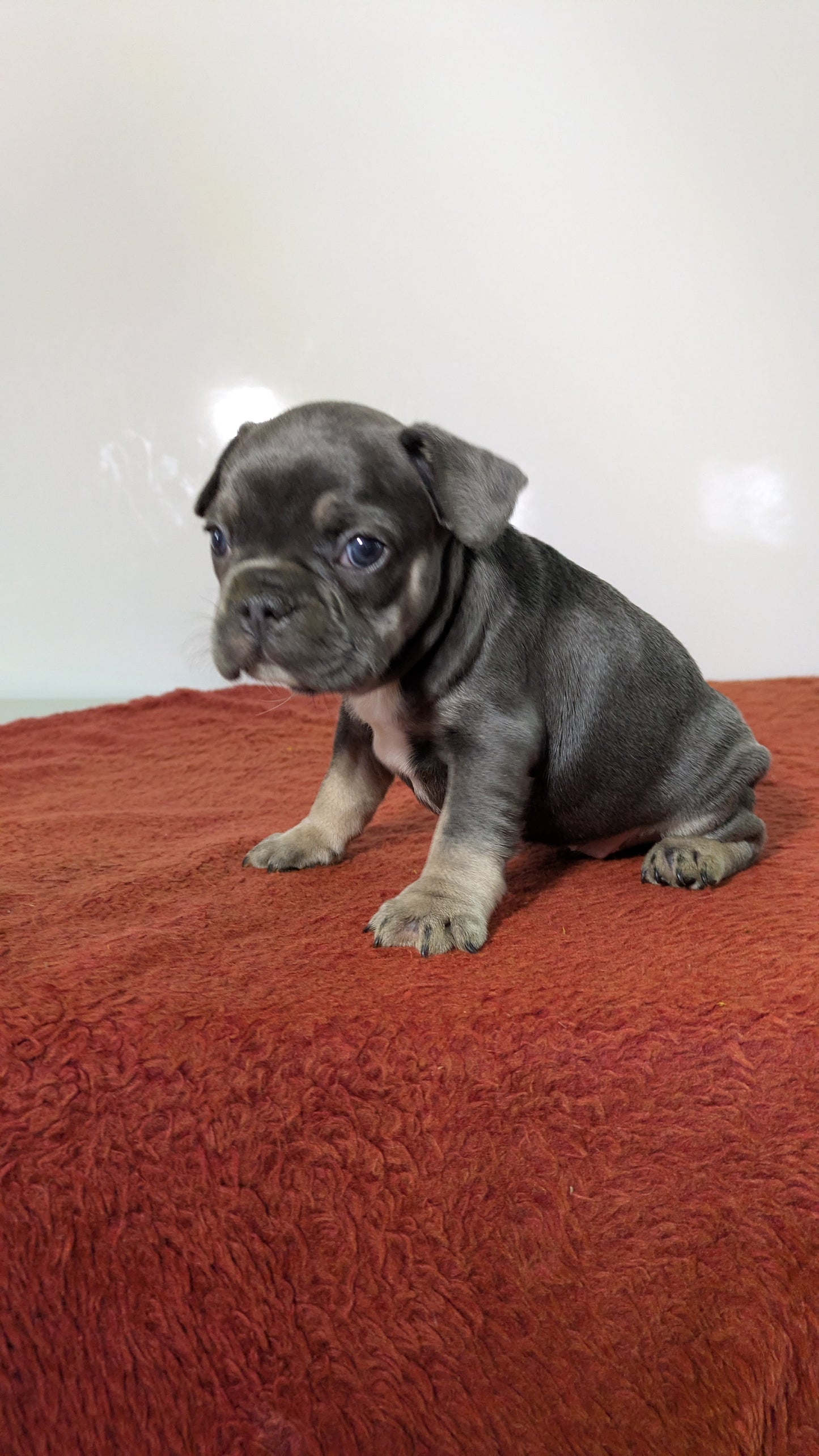 FRENCH BULLDOG (12/21) FEMALE