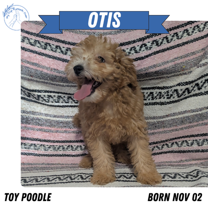 TOY POODLE (11/02) MALE