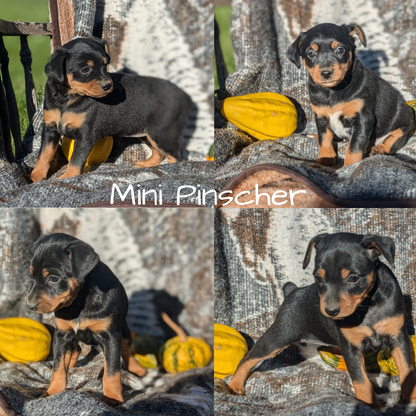 MINI PINSCHER (08/24) MALE