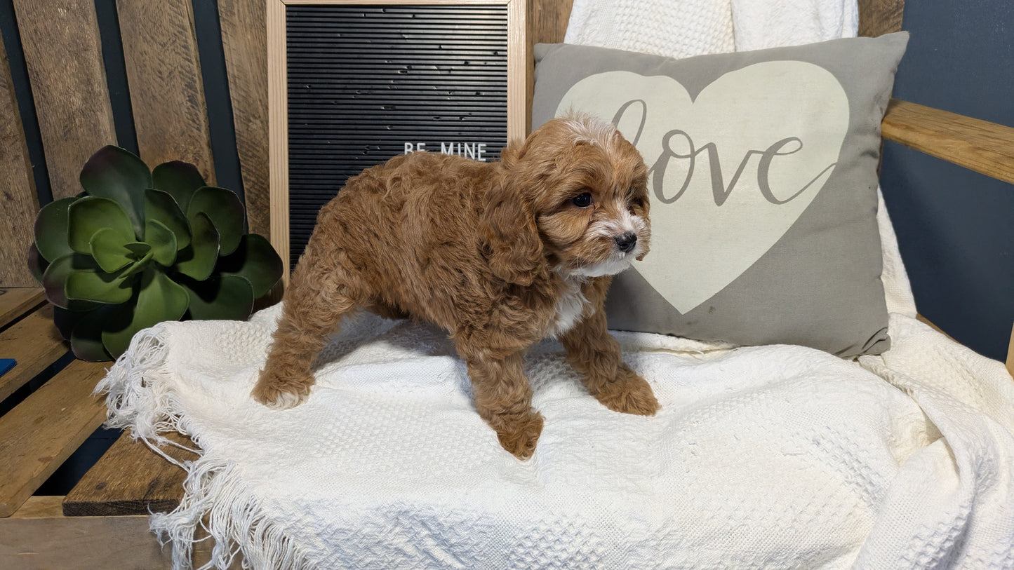 CAVAPOO (12/20) MALE