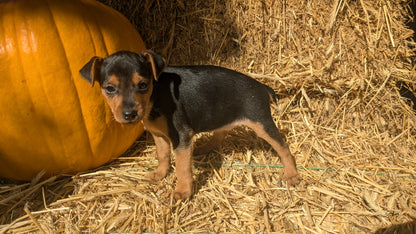 MINI PINSCHER (08/25) FEMALE