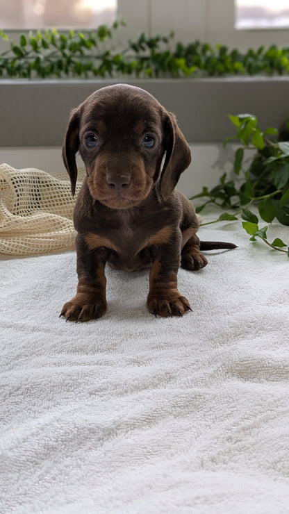 MINI DACHSHUND (01/27) MALE