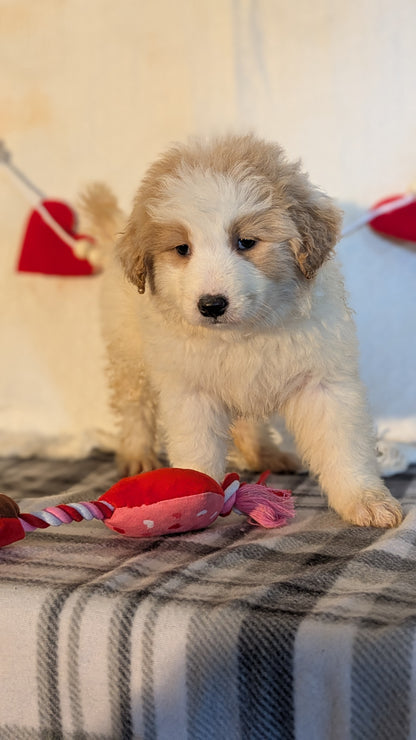 SAMOYED (12/14) FEMALE