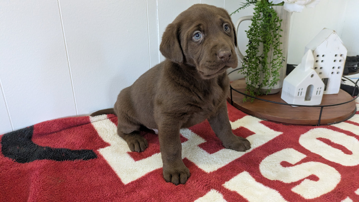 LABRADOR RETRIEVER (11/03) MALE