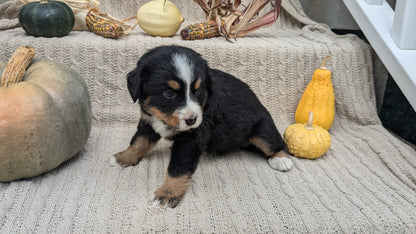 BERNESE MOUNTAIN DOG (08/18) FEMALE