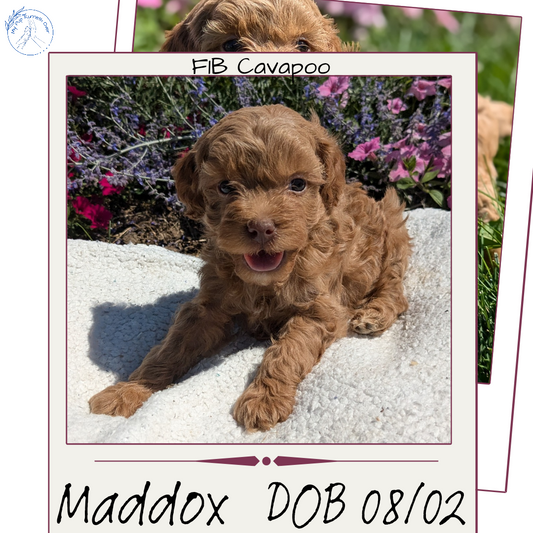 CAVAPOO (08/02) MALE