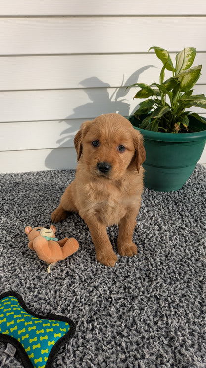 GOLDEN RETRIEVER (12/25) FEMALE