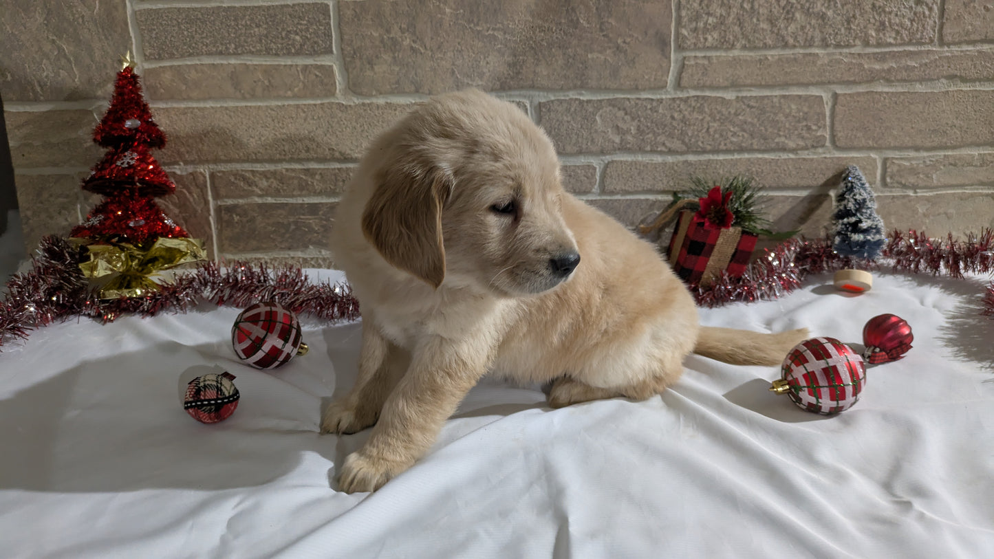 GOLDEN RETRIEVER (11/11) FEMALE