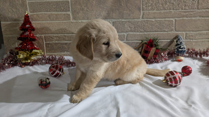 GOLDEN RETRIEVER (11/11) FEMALE