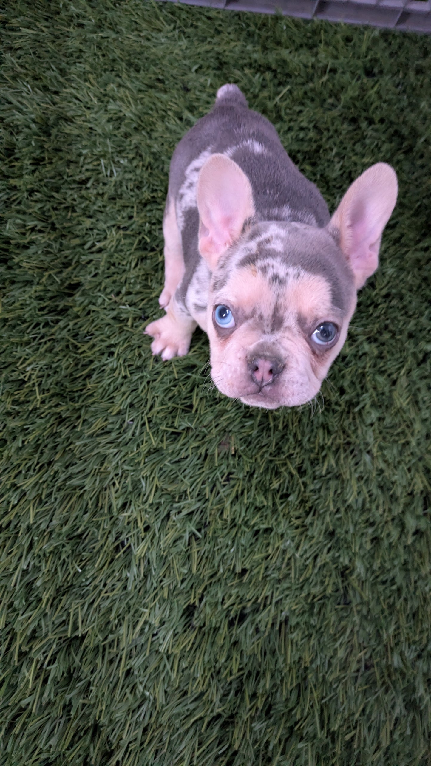 FRENCH BULLDOG (11/19) FEMALE