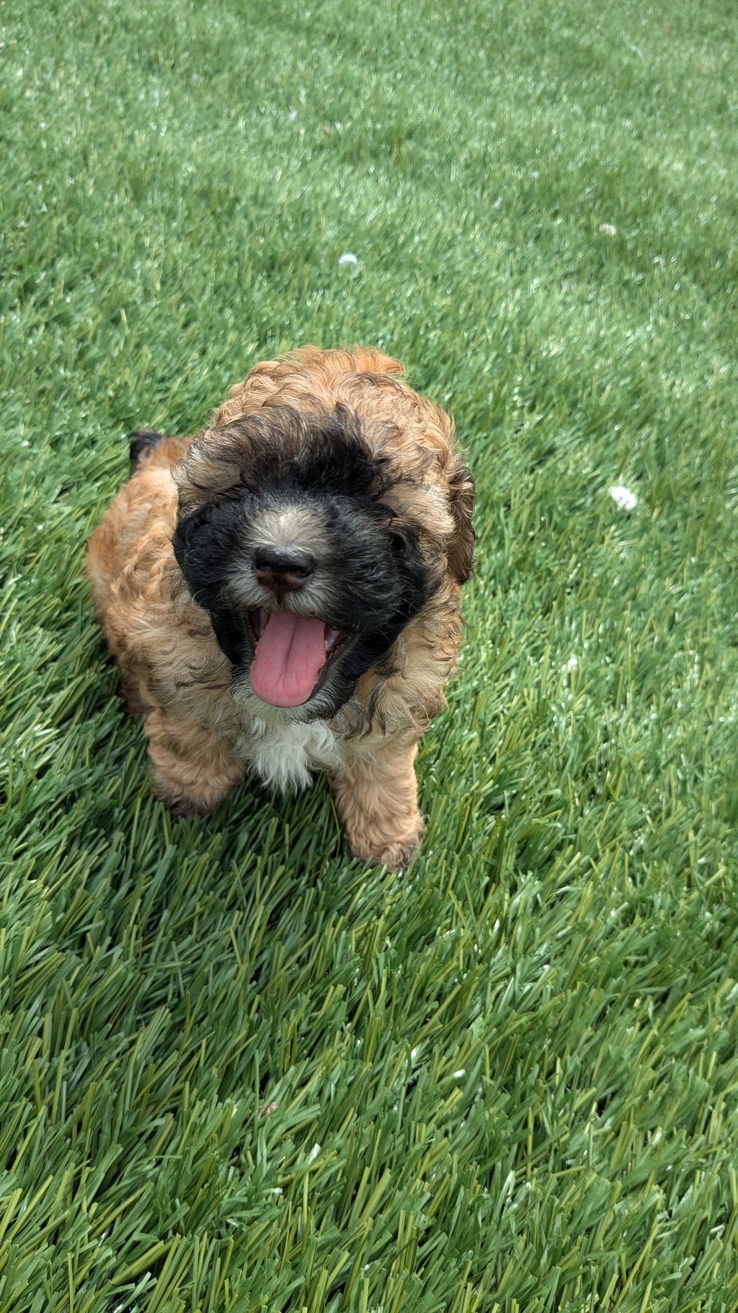 CAVAPOO (05/15) MALE