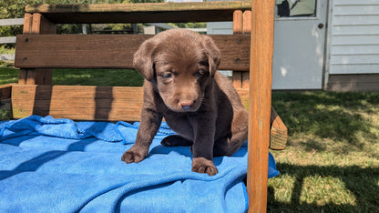 LABRADOR RETRIEVER (08/01) MALE