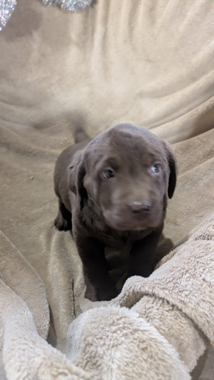 LABRADOR RETRIEVER (10/17) FEMALE