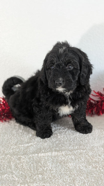 MINI BERNEDOODLE (10/14) FEMALE