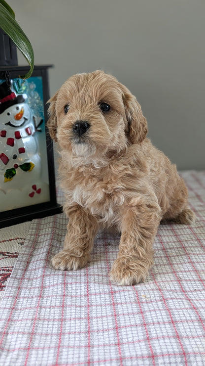 MINI GOLDENDOODLE (12/09) FEMALE