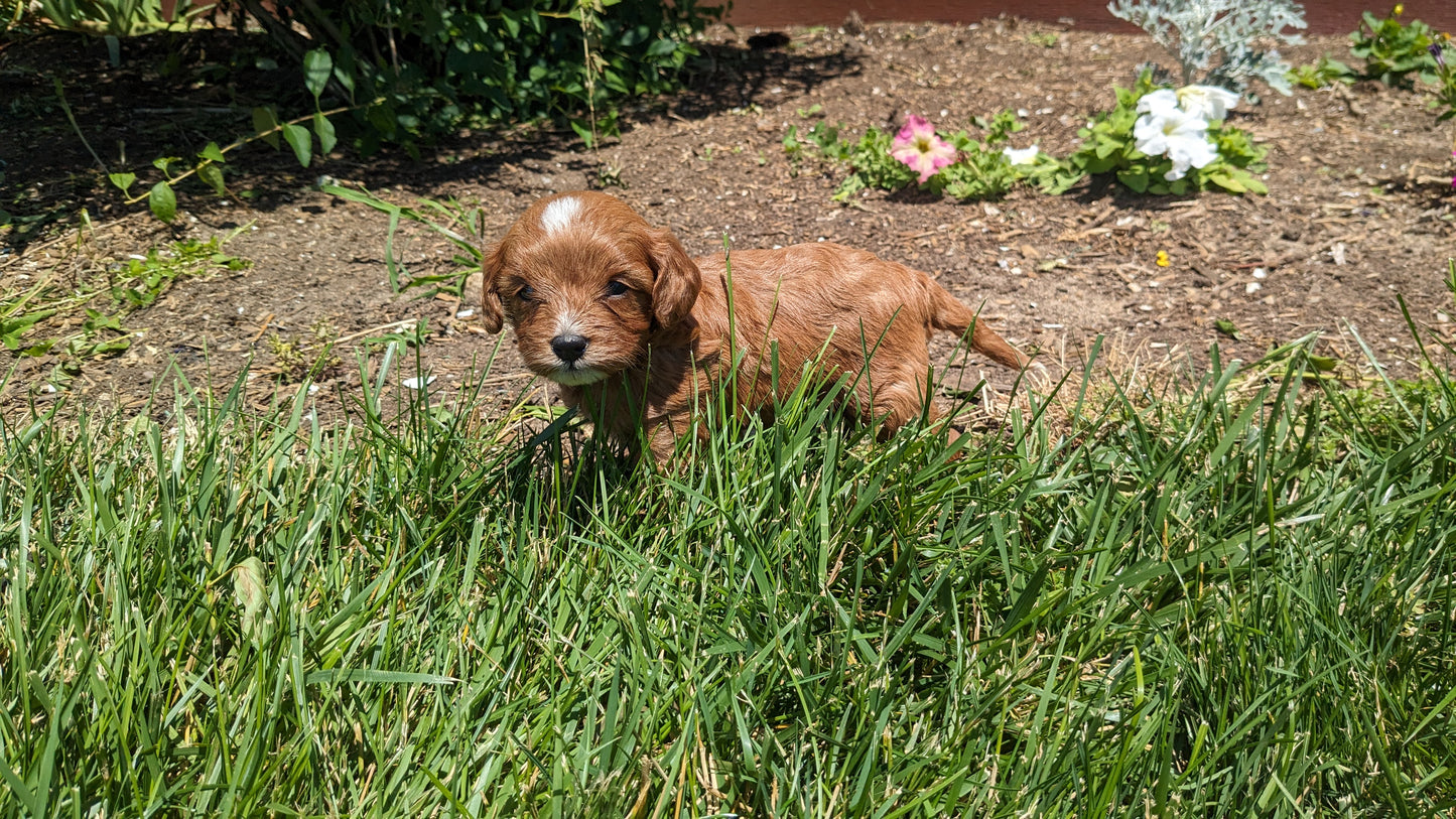 CAVAPOO (05/12) MALE