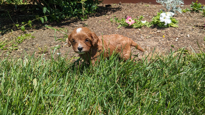 CAVAPOO (05/12) MALE