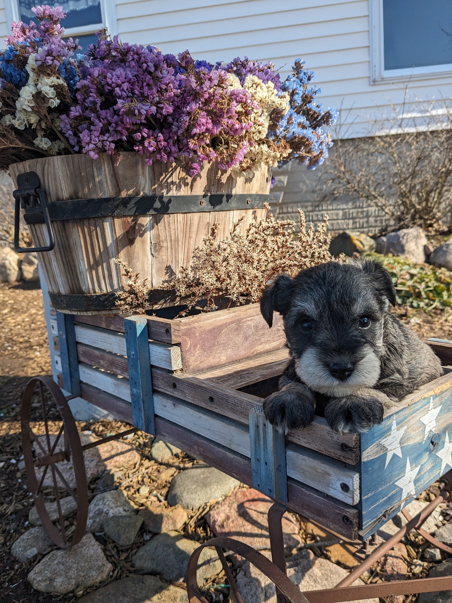 MINI SCHNAUZER (12/27/23) FEMALE