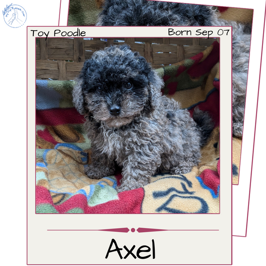 TOY POODLE (09/07) MALE