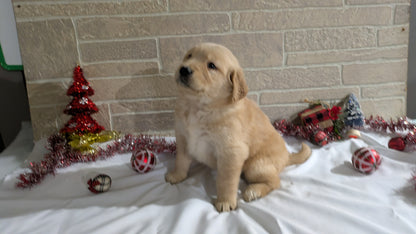 GOLDEN RETRIEVER (11/11) FEMALE