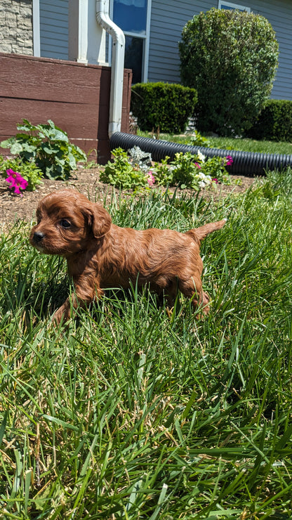 CAVAPOO (05/12) MALE