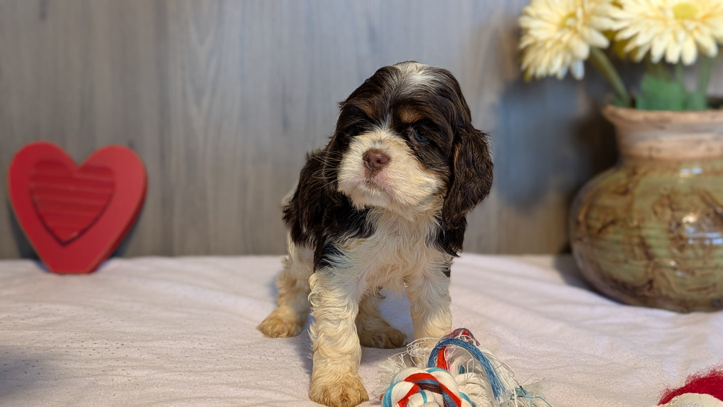 COCKER SPANIEL (12/21) FEMALE