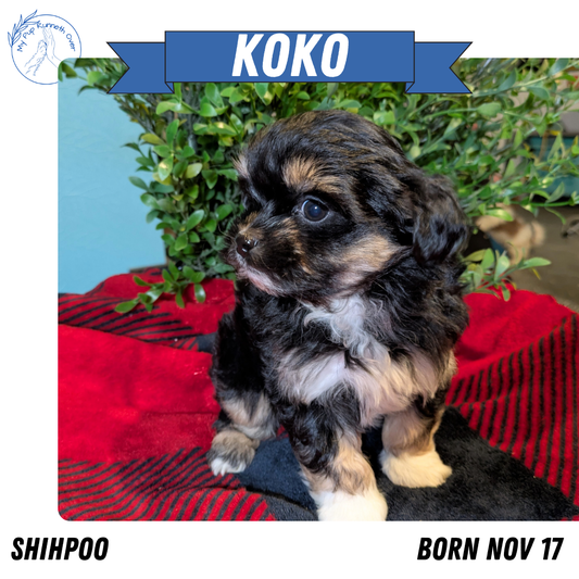 SHIHPOO (11/17) FEMALE