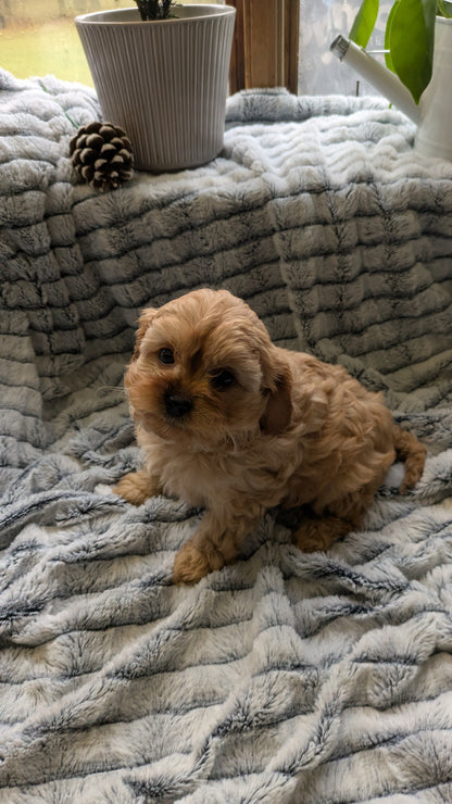 CAVAPOO (11/05) FEMALE