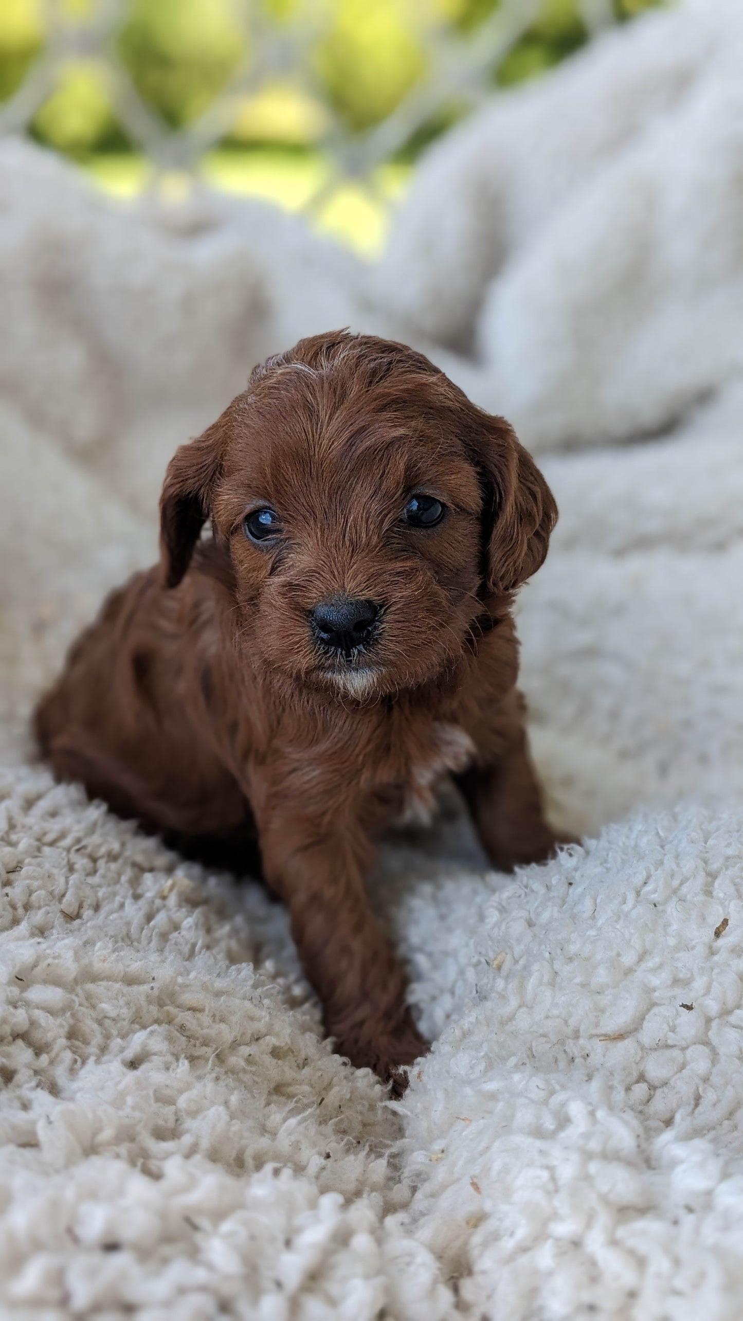 CAVAPOO (05/12) MALE