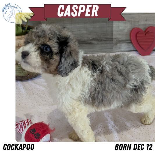 COCKAPOO (12/12) MALE