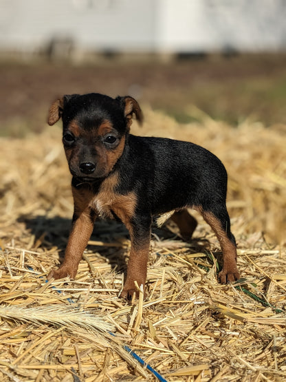 MINI PINSCHER (1/11) FEMALE