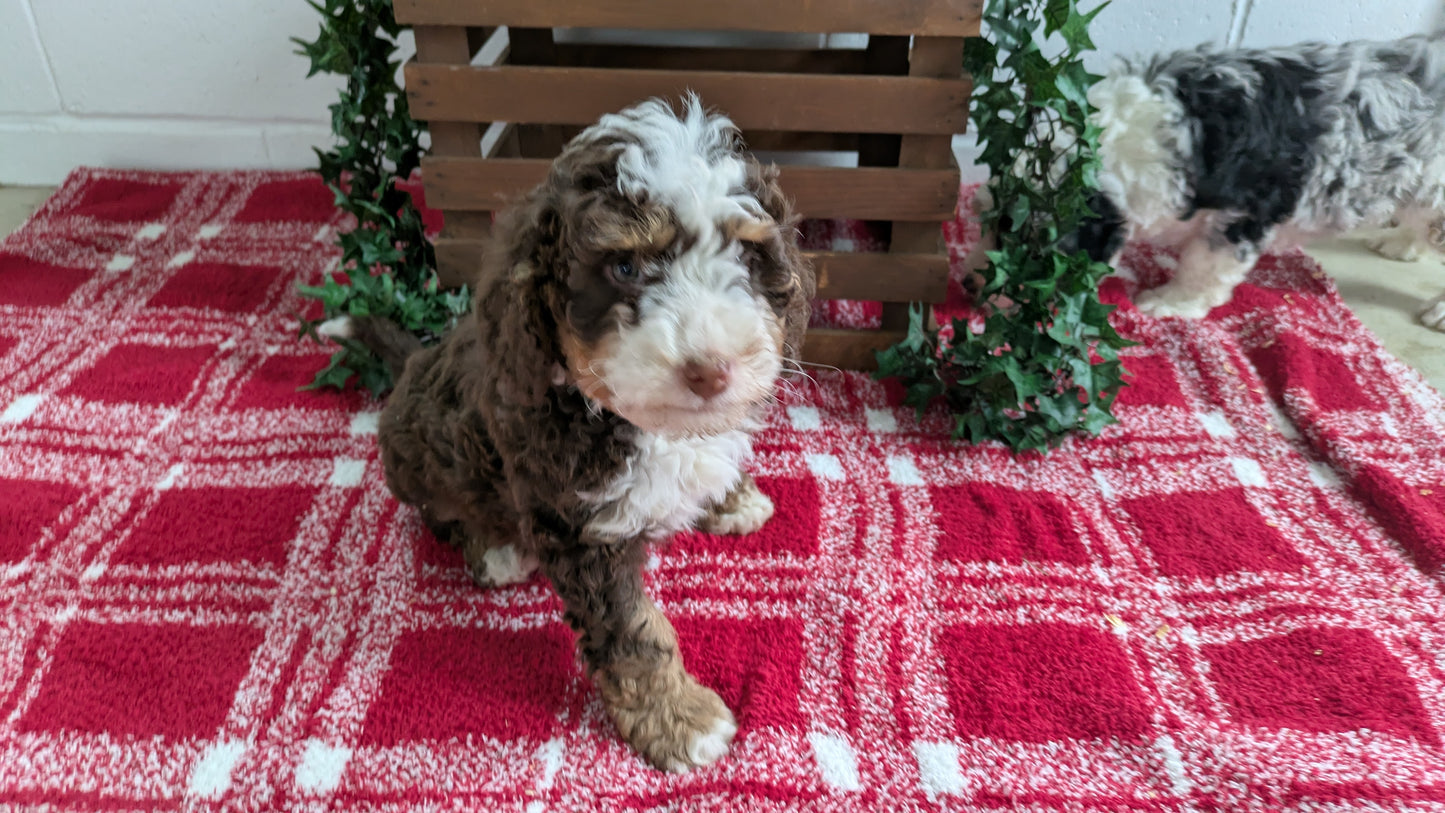 MINI BERNEDOODLE (11/07) MALE