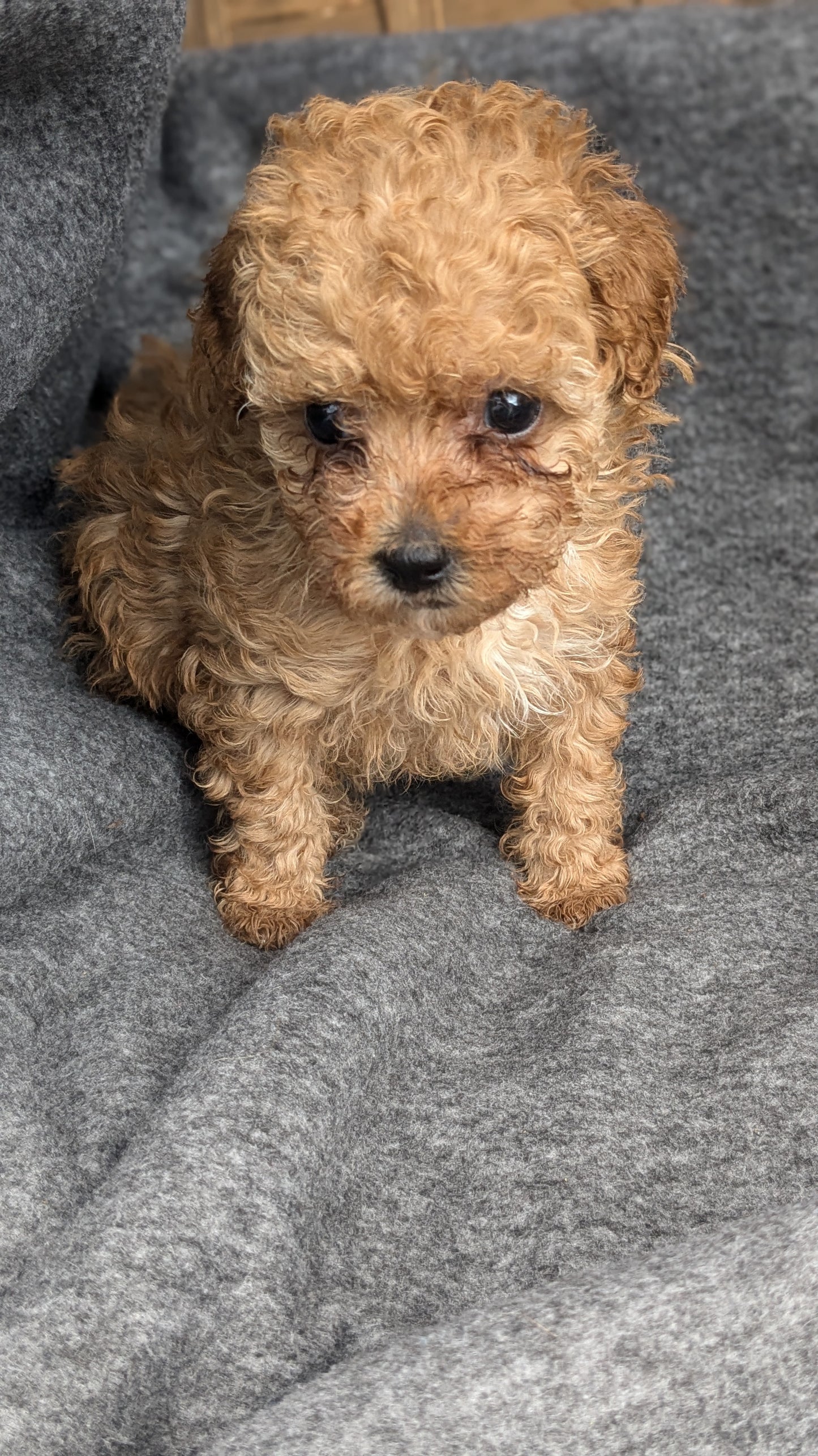 MALTIPOO (09/23) FEMALE