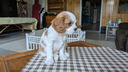 CAVALIER (12/26) MALE