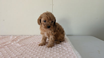 CAVAPOO (12/31) MALE