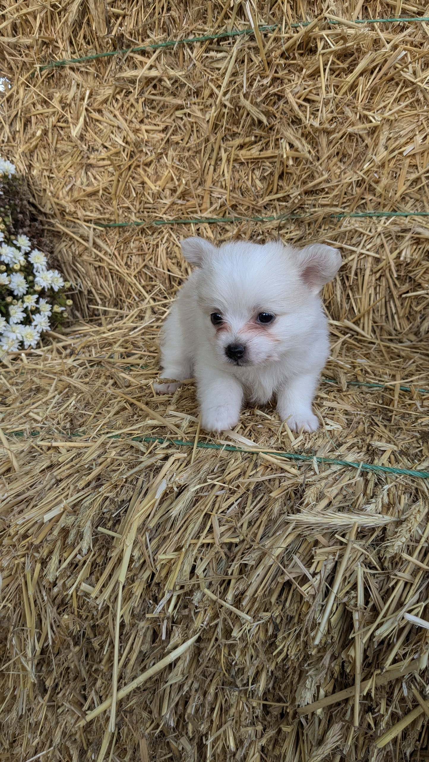 POMSKY-POO (08/13) MALE