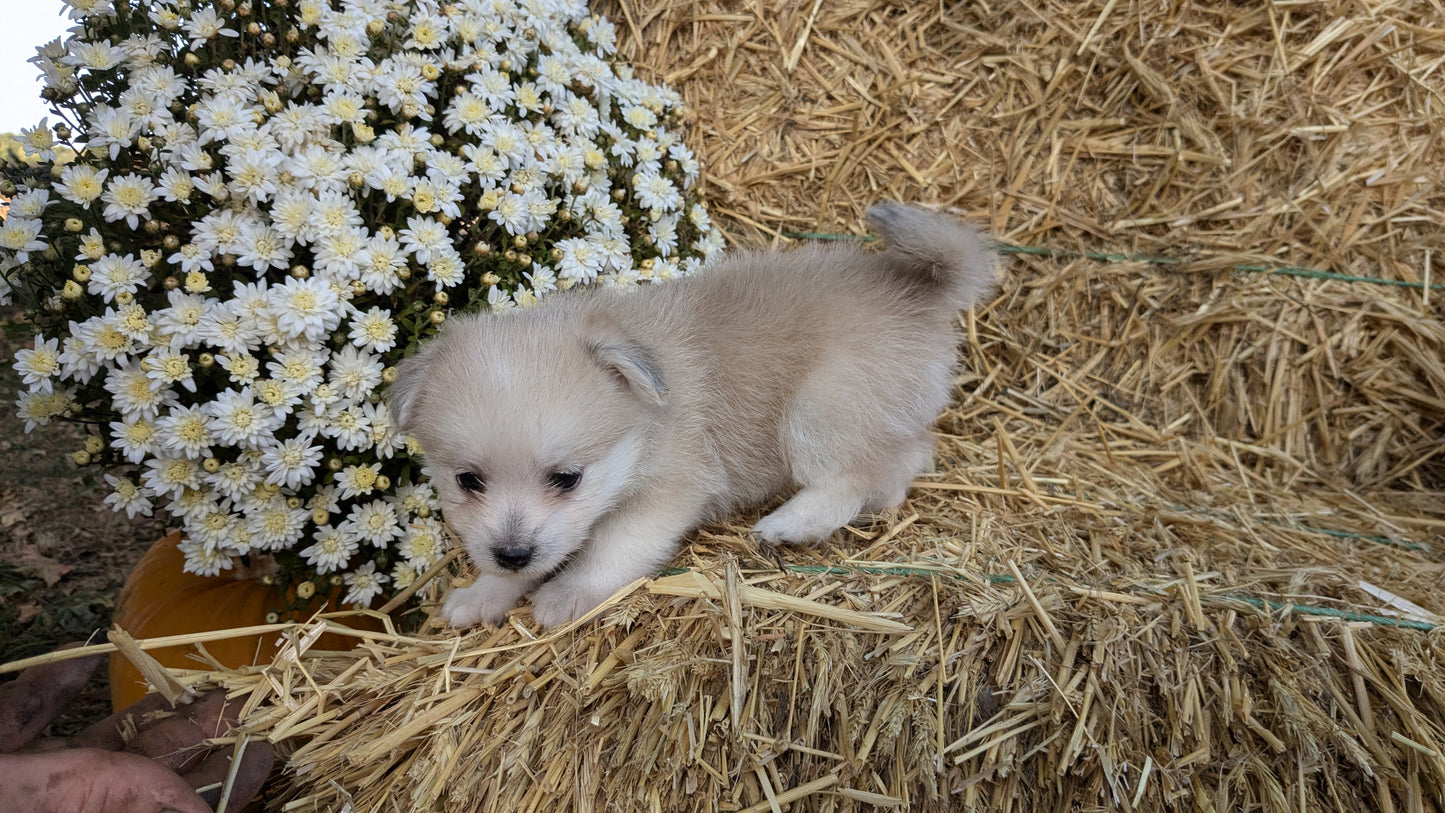 POMSKY-POO (08/13) FEMALE