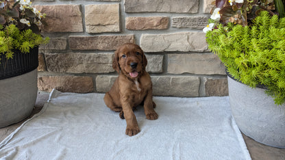 IRISH SETTER (07/20) MALE