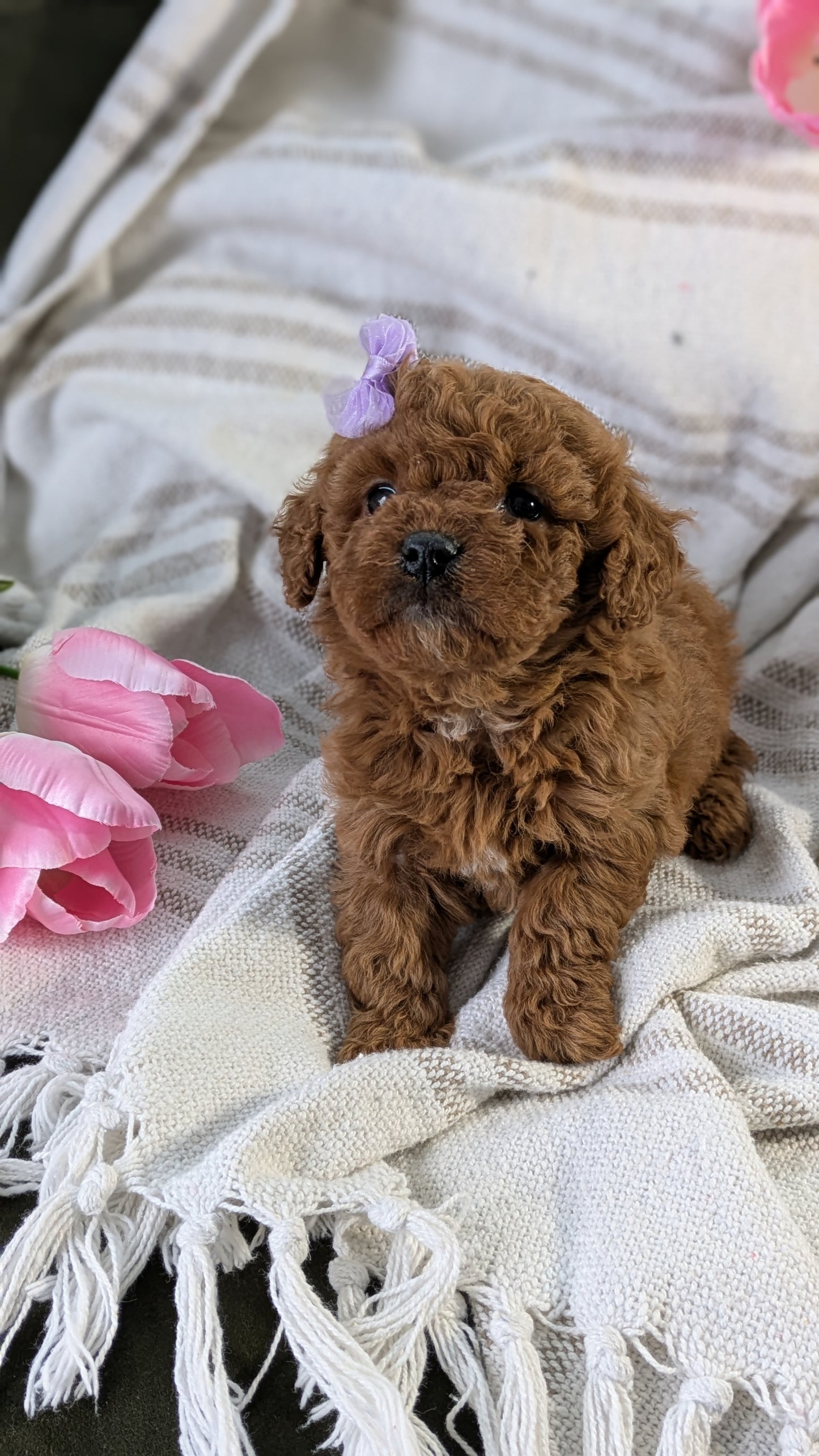 CAVAPOO (01/10) FEMALE