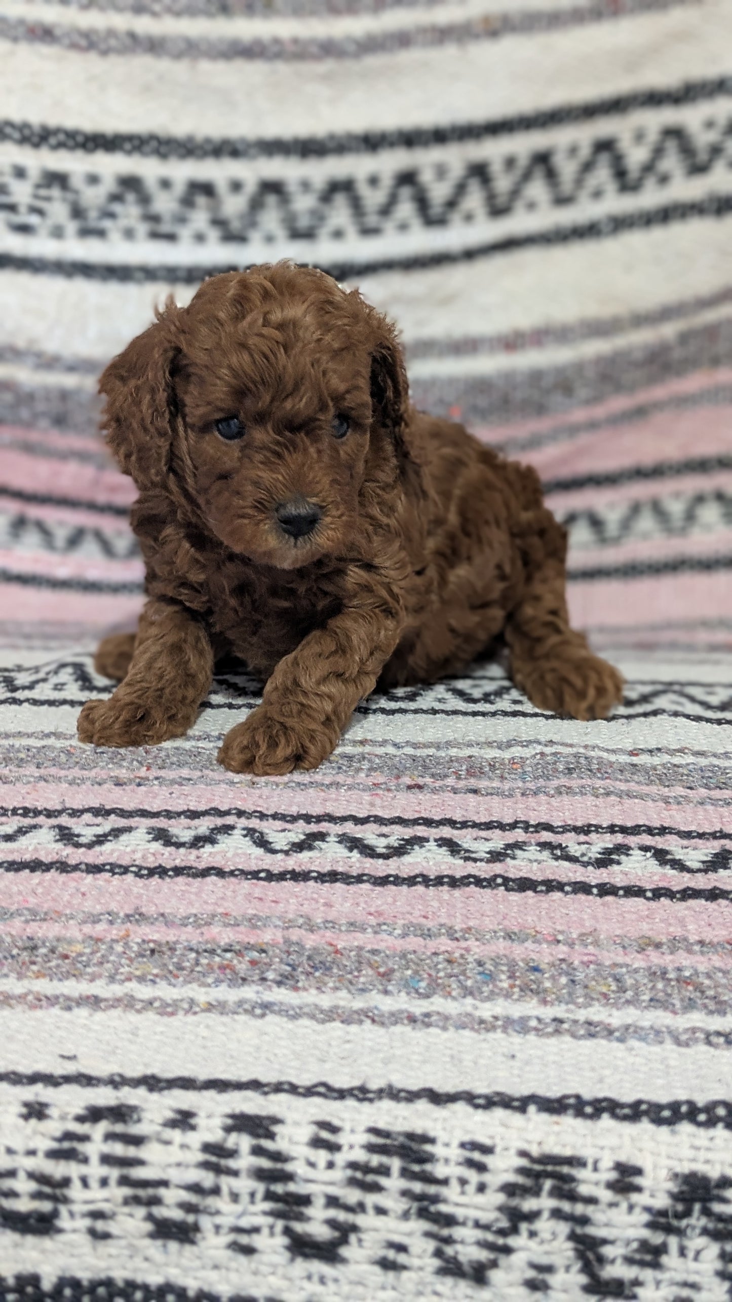 TOY POODLE (12/27) FEMALE