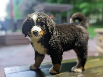 BERNESE MOUNTAIN DOG (03/21) FEMALE