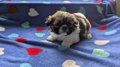 SHIH TZU (10/23) FEMALE