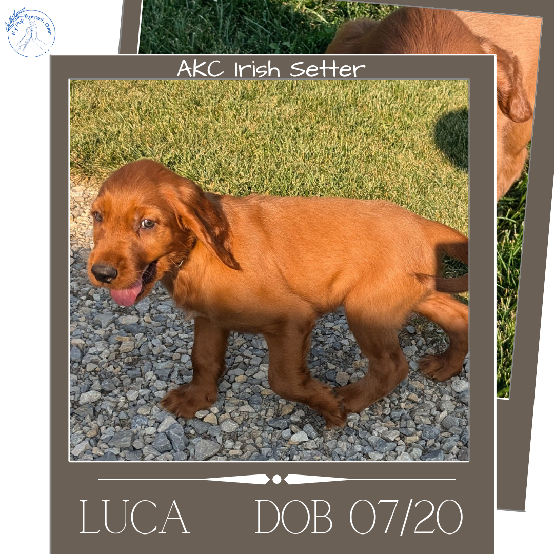 IRISH SETTER (07/20) MALE