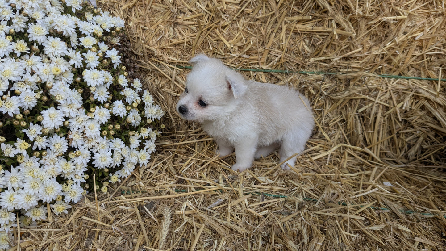 POMSKY-POO (08/13) FEMALE