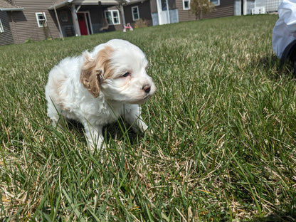 COCKAPOO (03/09) MALE