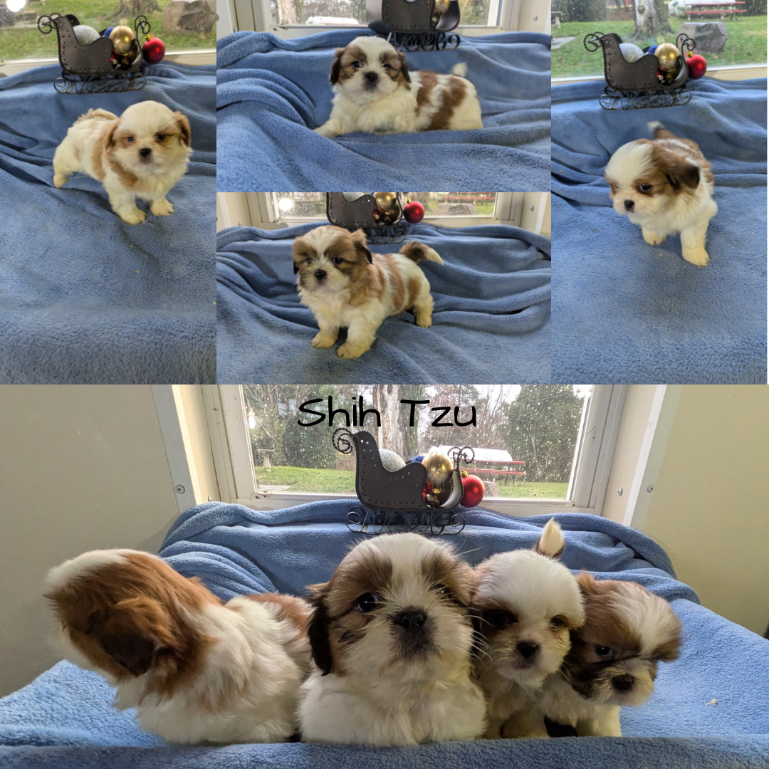 SHIH TZU (10/30) FEMALE