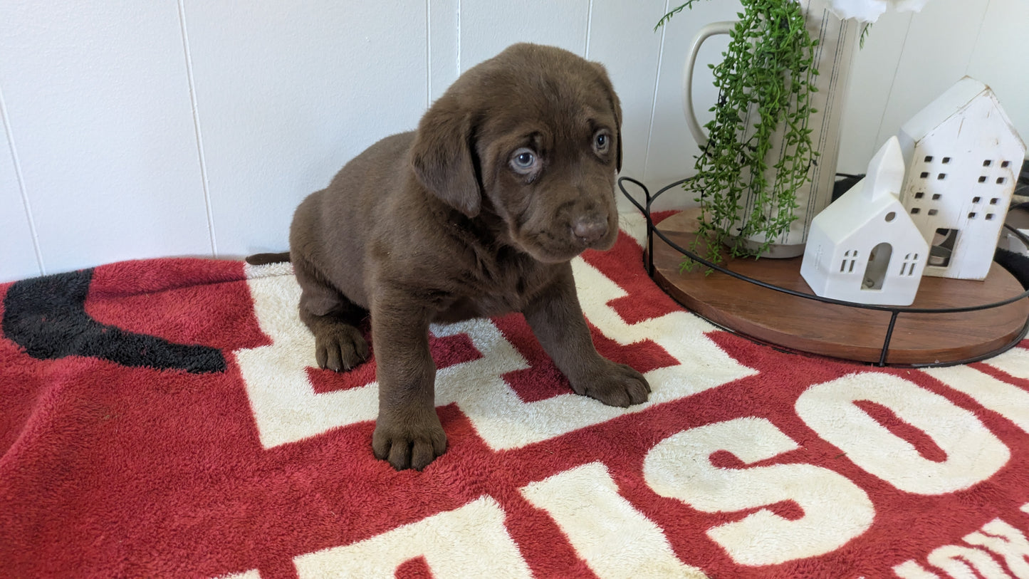 LABRADOR RETRIEVER (11/03) MALE