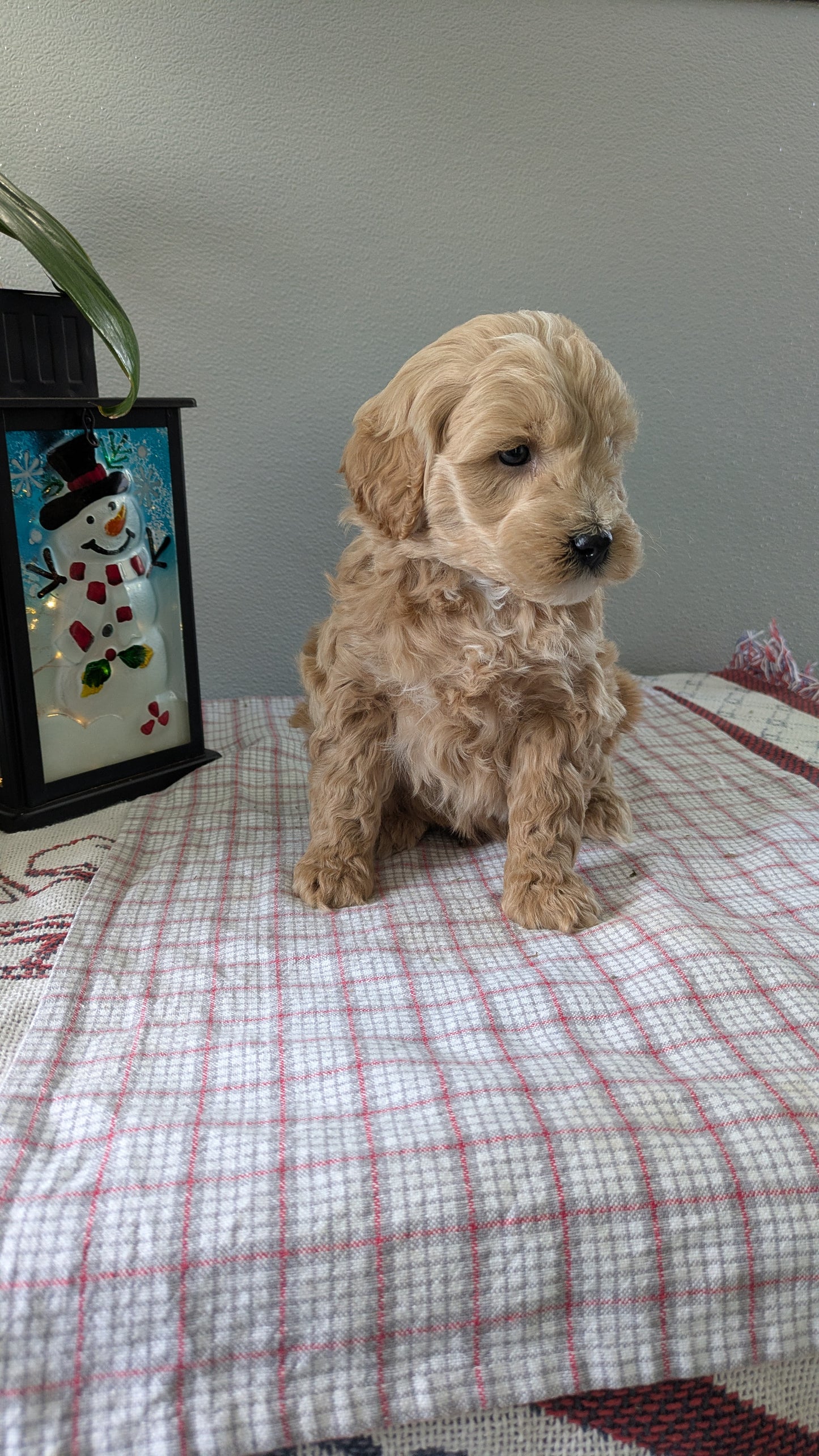 MINI GOLDENDOODLE (12/09) MALE