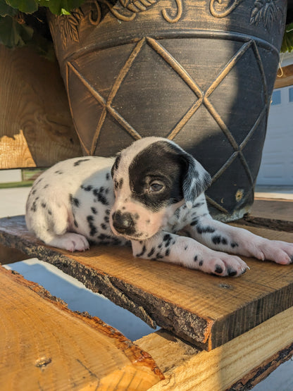 DALMATION PUPPIES (FEMALE)