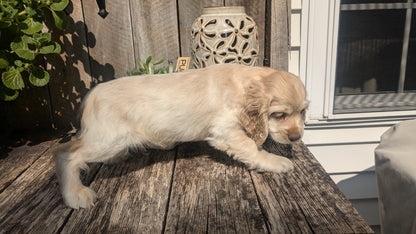 COCKER SPANIEL (06/15) MALE